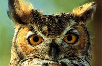 Турнір &quot;Що? Де? Коли?&quot;